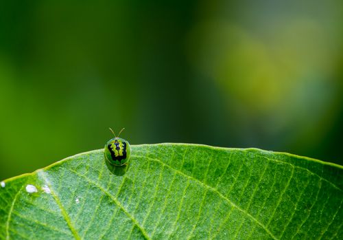 Free Close-up of a tiny beetle on a vibrant green leaf, beautifully capturing nature's detail. Stock Photo
