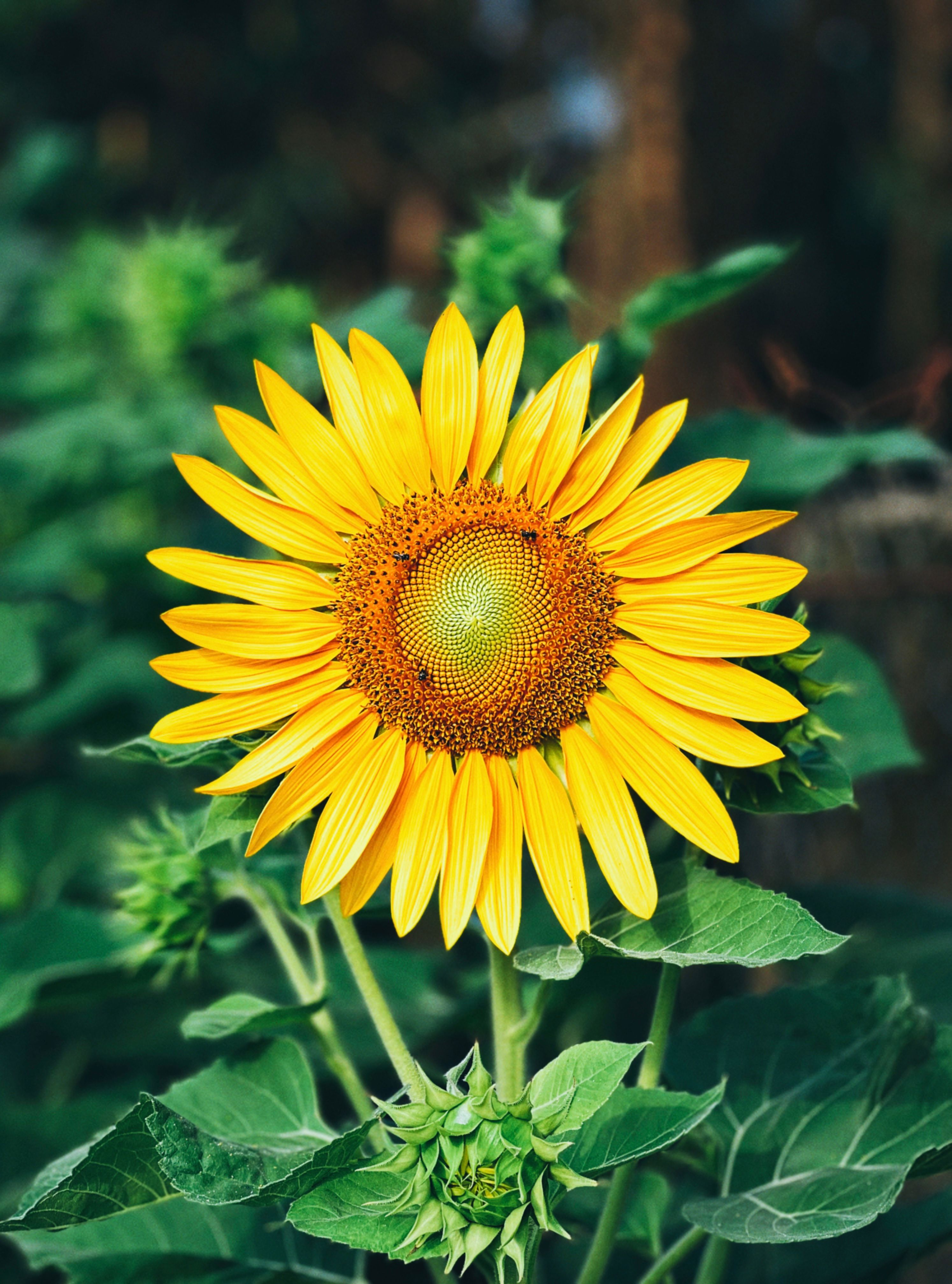 Close-up Photo of a Sunflower in Bloom · Free Stock Photo