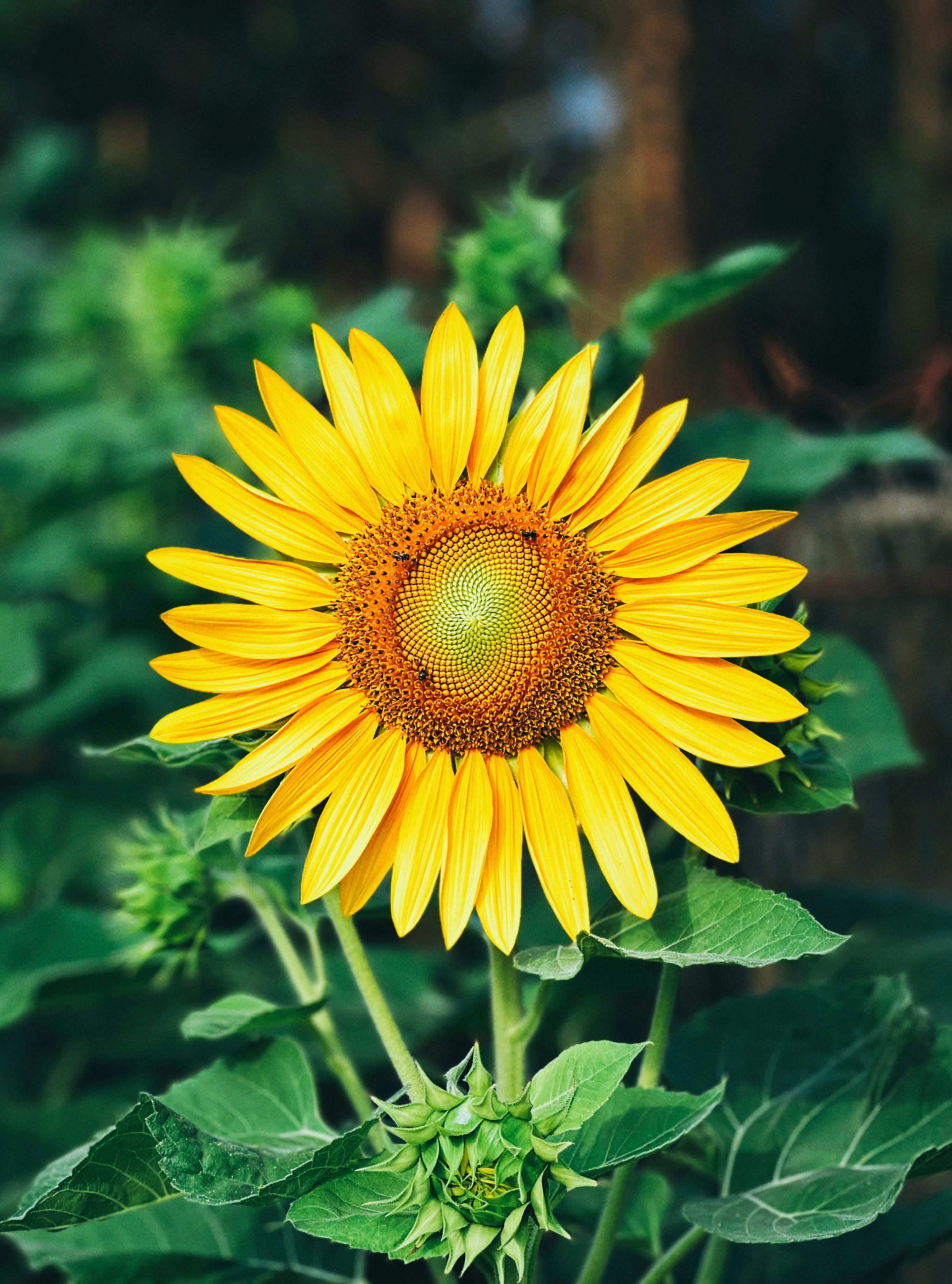Ücretsiz Vietnam'ın Mỹ Tho kentindeki yemyeşil bir bahçede, yaz sıcaklığını yansıtan parlak sarı bir ayçiçeği. Stok Fotoğraflar