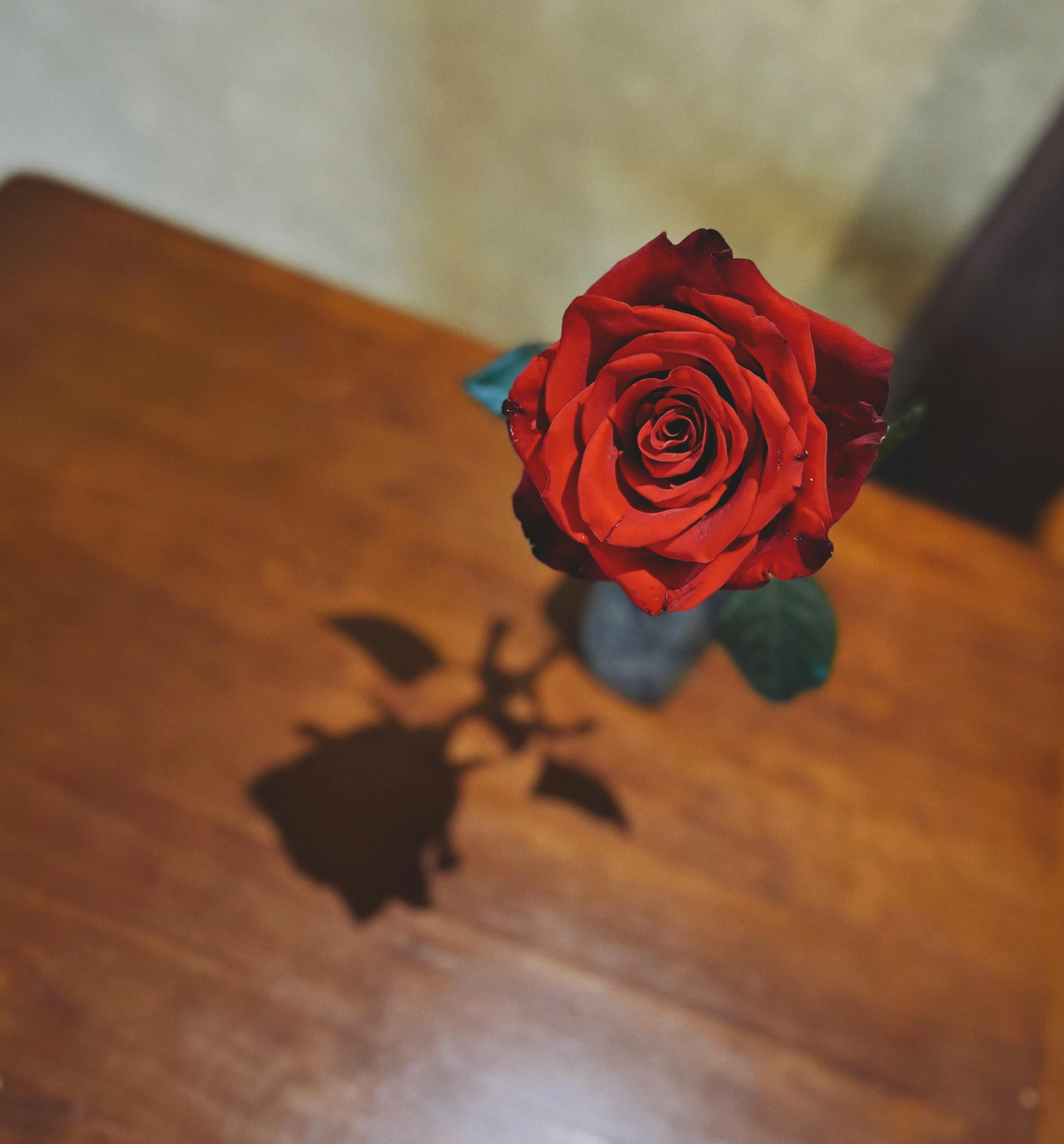 Gratis Una singola rosa rossa in un vaso proietta la sua ombra sulla superficie di un tavolo di legno. Foto a disposizione