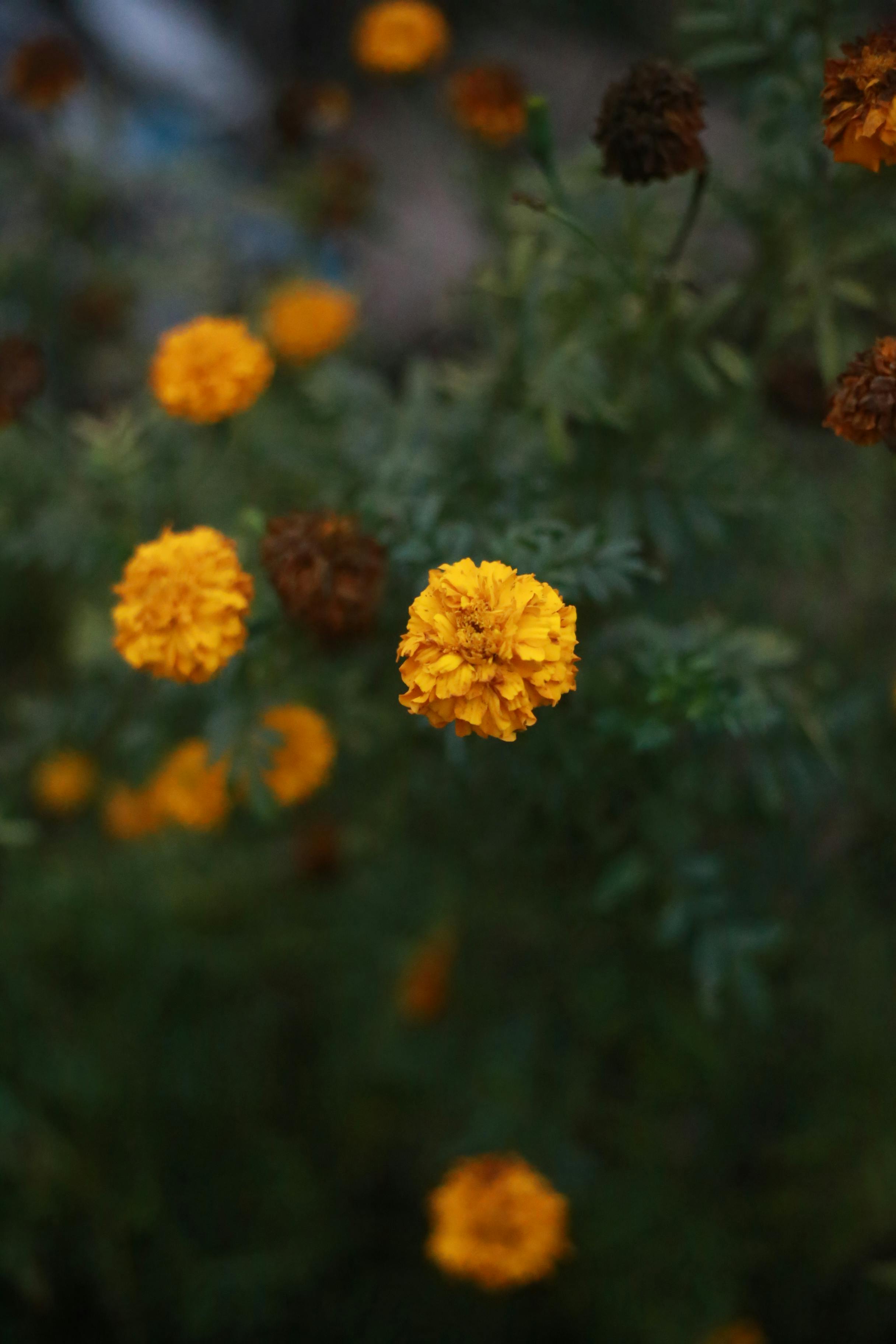 Ücretsiz açık hava, altın, Asya içeren Ücretsiz stok fotoğraf Stok Fotoğraflar