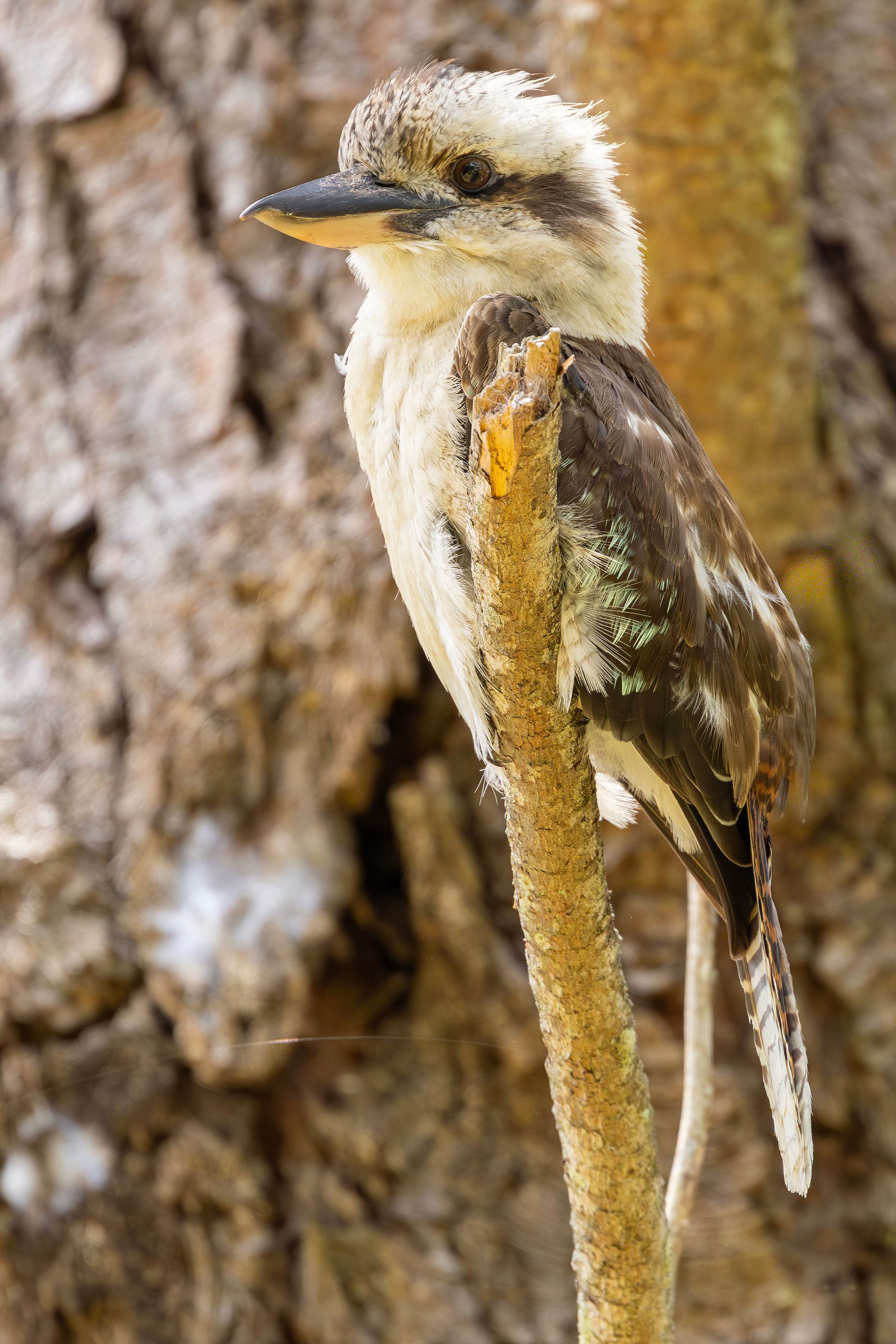 close-up-of-a-laughing-kookaburra-on-a-tree-branch-free-stock-photo