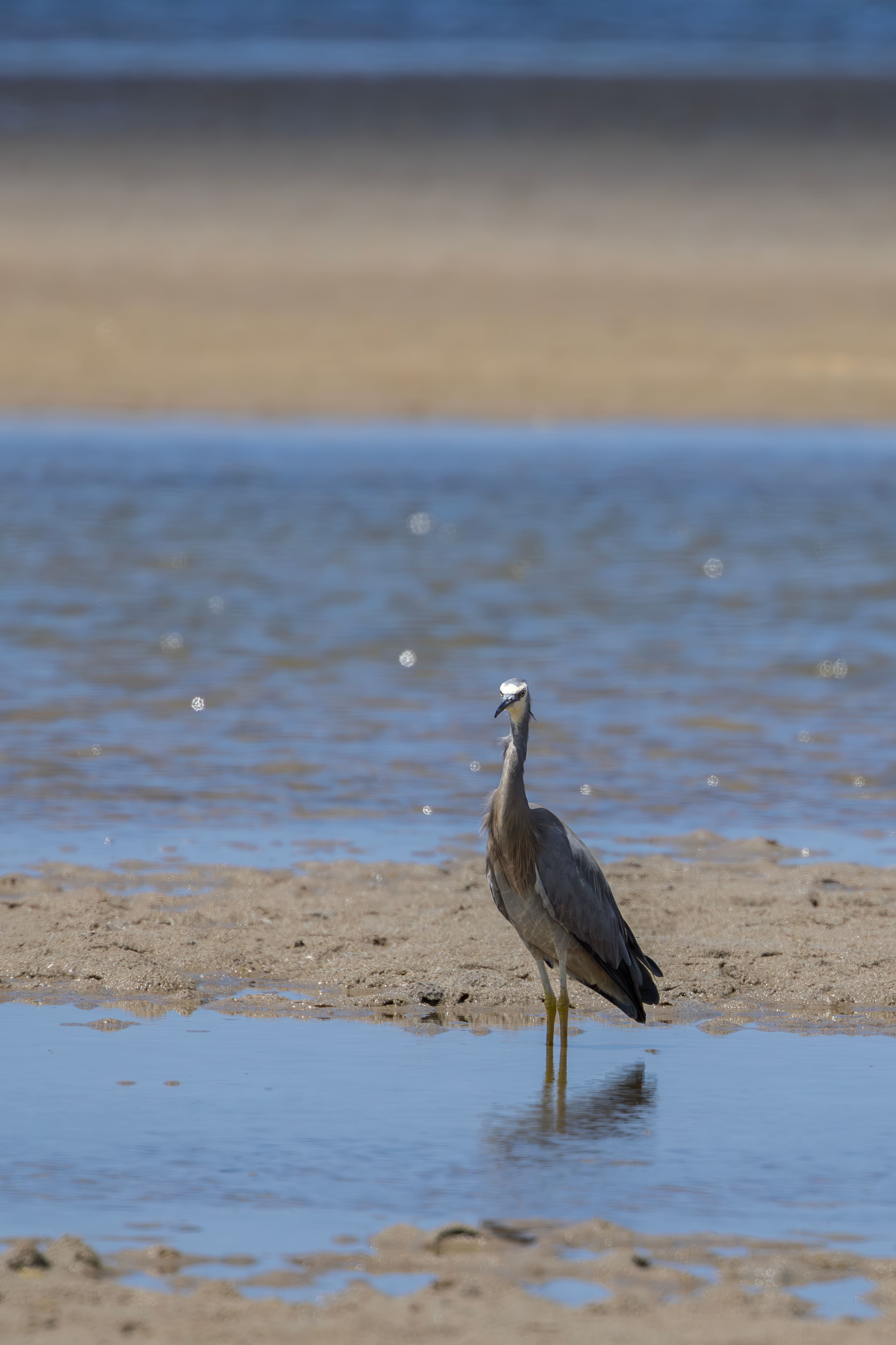 Fotomural Una garza cara blanca se encuentra en aguas poco profundas en una playa de arena.