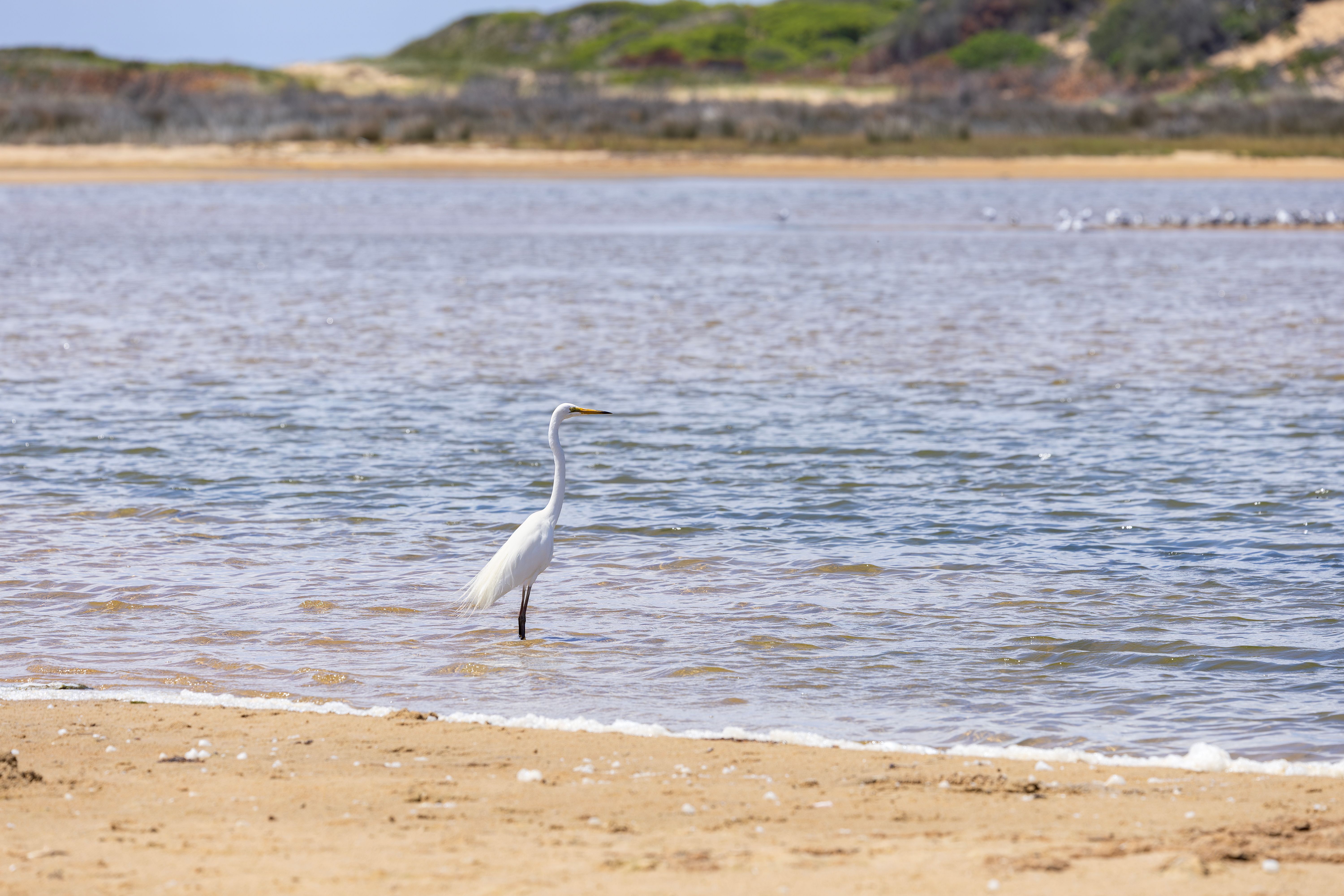 Tranquil view of Port Stephens coastline with calm blue waters and green headlands under a clear sky