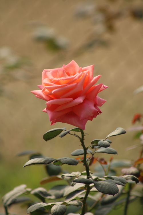 Free Stunning pink rose in full bloom, captured in natural sunlight. Stock Photo