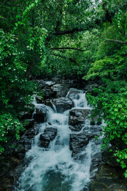 Free A picturesque waterfall flowing through a verdant forest, capturing the beauty of nature. Stock Photo