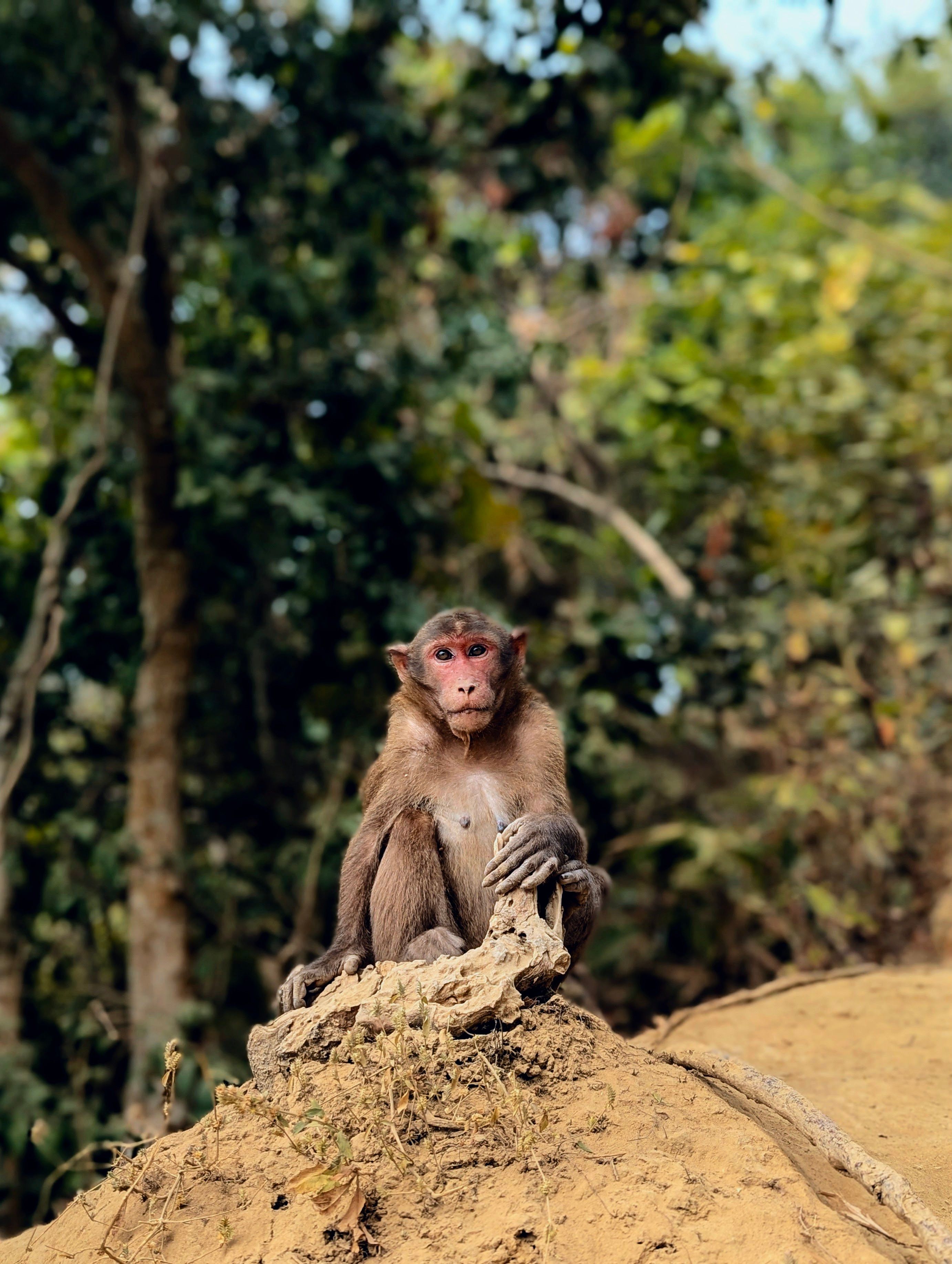 Portrait of Rhesus Macaque in Natural Habitat · Free Stock Photo