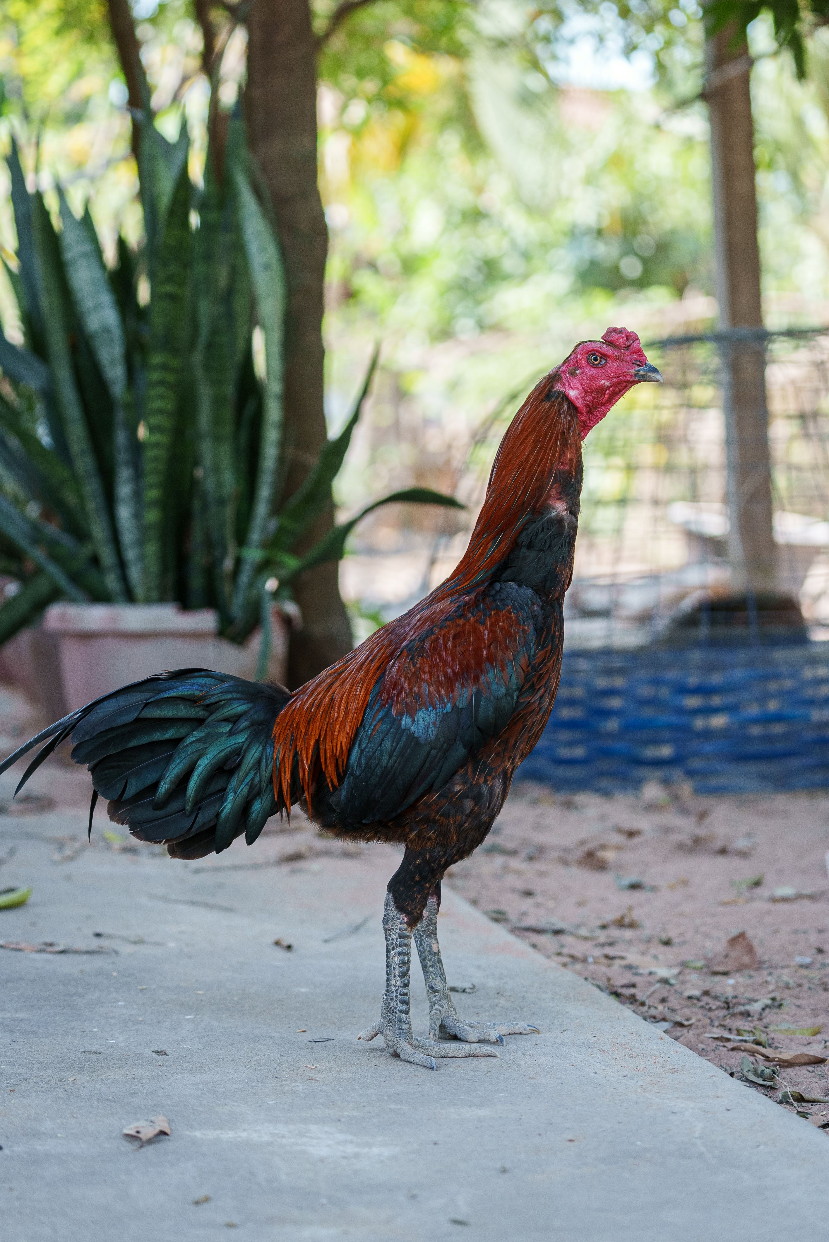 Vibrant Rooster in Cambodian Backyard · Free Stock Photo