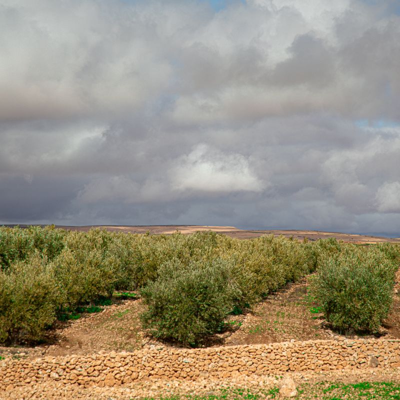 Moroccan Green Olive Tapenade Barley