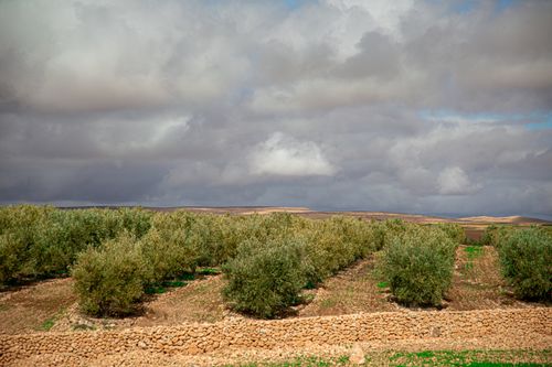 Free Lush olive groves beneath dramatic clouds in rural Morocco landscape. Stock Photo
