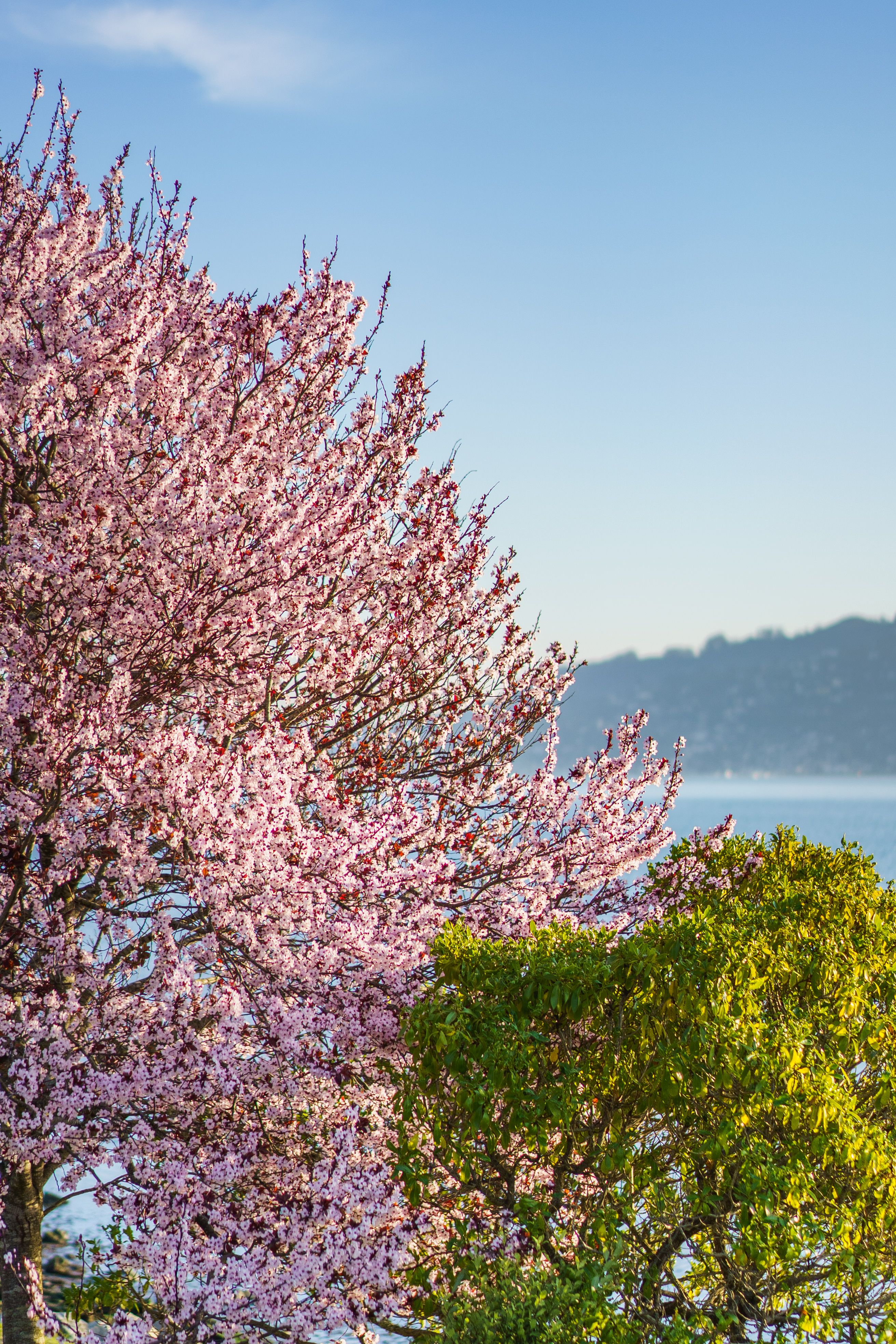 Cherry Blossom Tree Overlooking a Serene Lake · Free Stock Photo