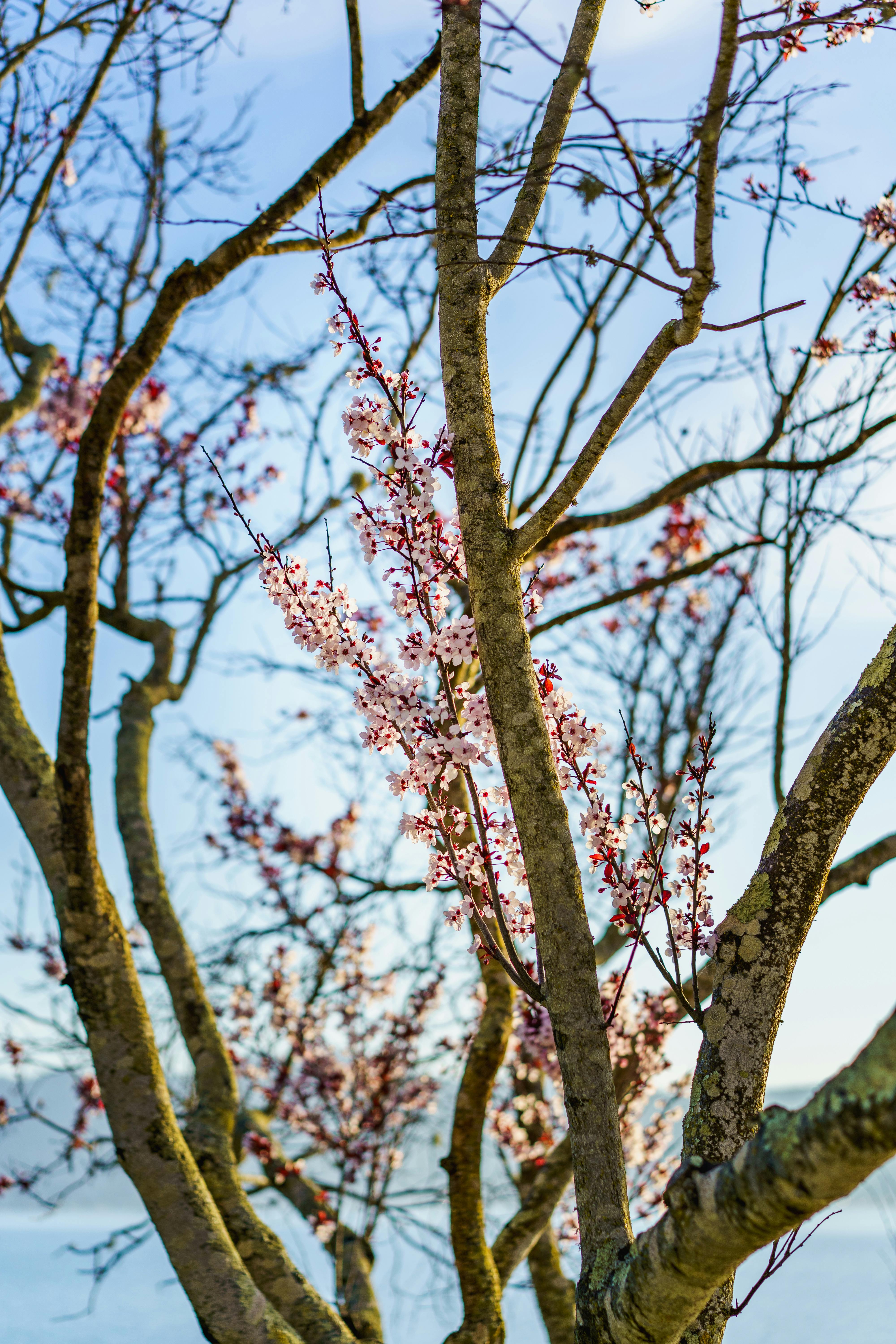 Ücretsiz Masmavi gökyüzünün altında tüm ihtişamıyla açmış kiraz çiçeği ağacı, baharın güzelliğini simgeliyor. Stok Fotoğraflar