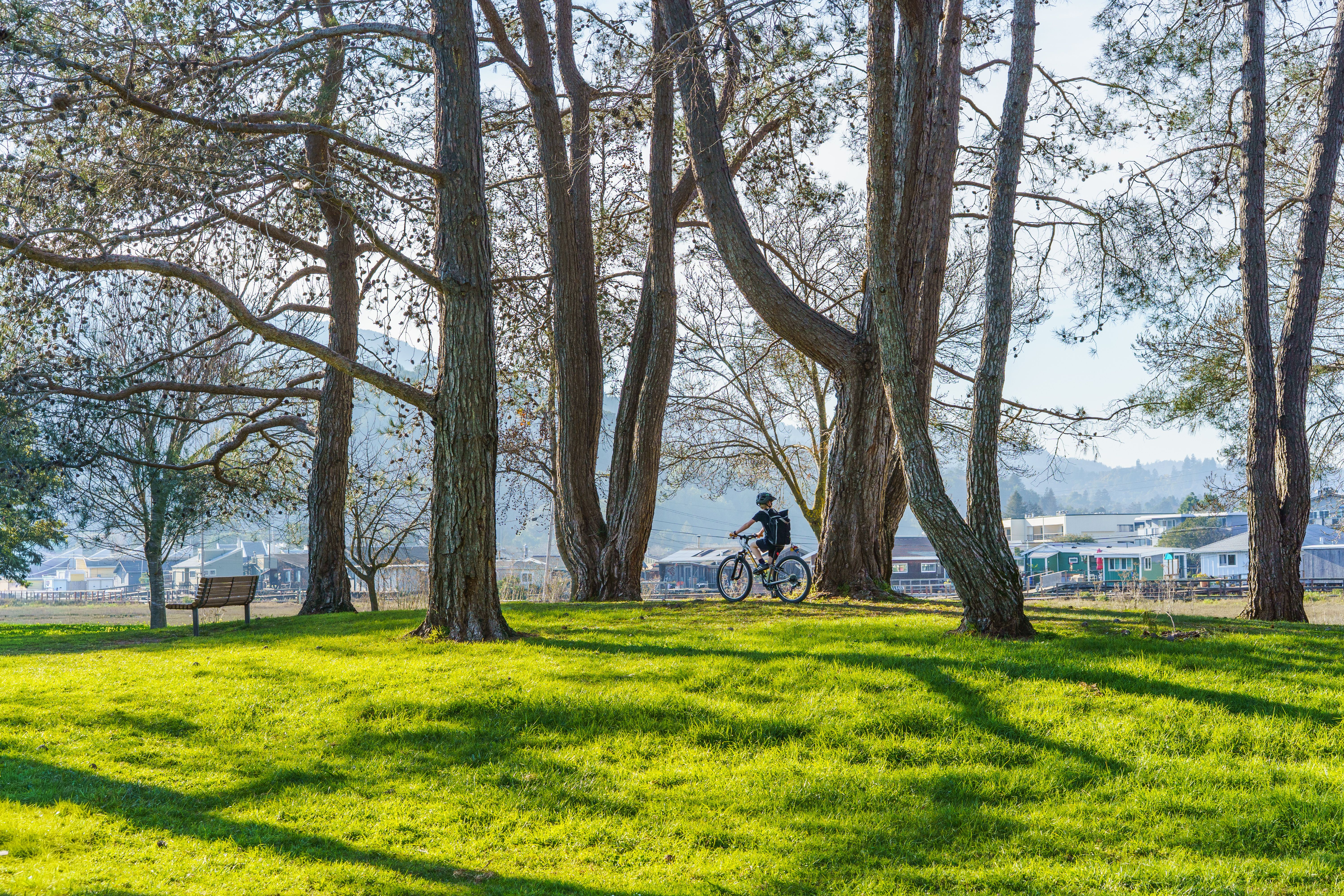 Cyclist Riding Through Tree-Lined Park · Free Stock Photo