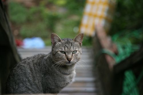 Free Charming portrait of a tabby cat with blurred natural background. Stock Photo