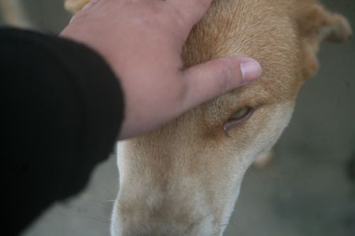 Free A dog's head being gently petted by a human hand, capturing a serene moment. Stock Photo