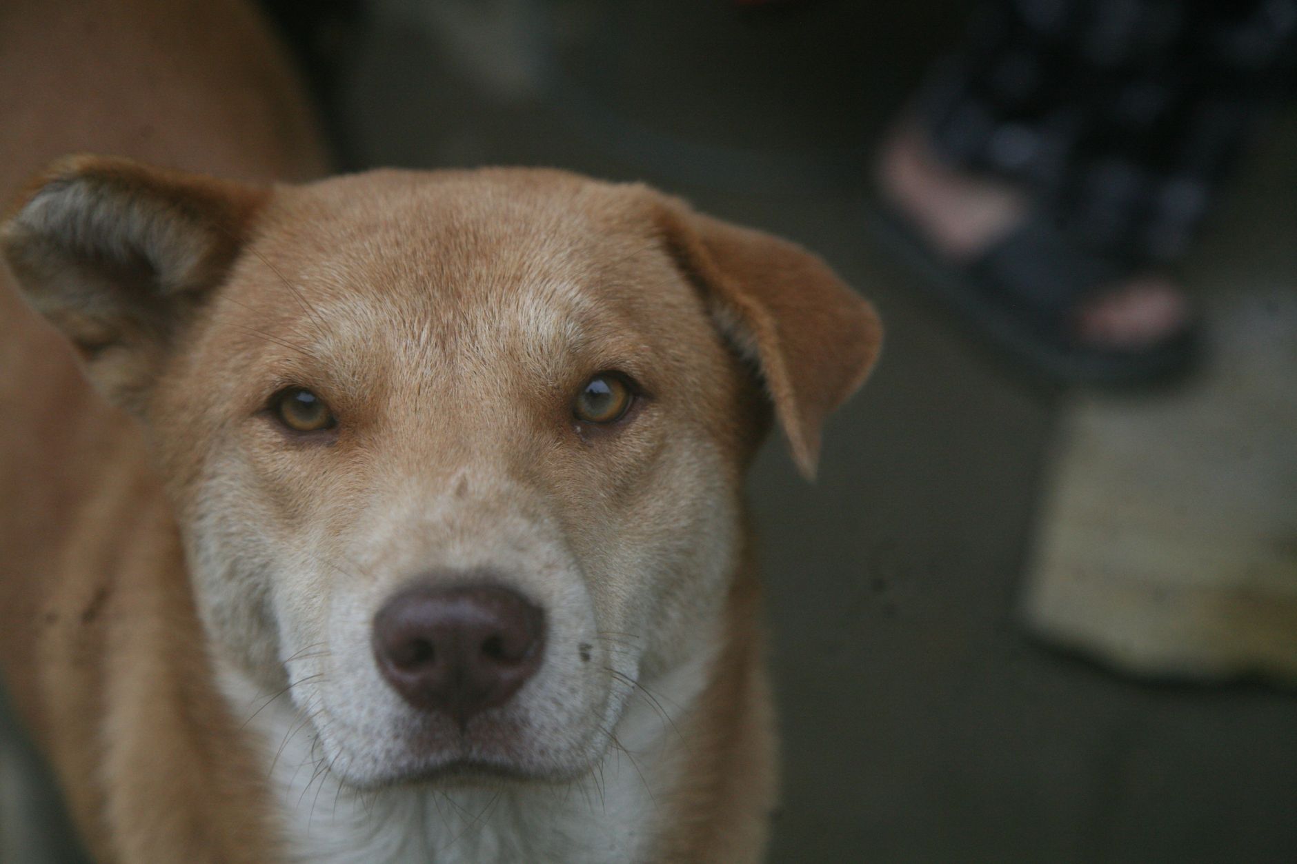 A dog undergoing diagnostic blood testing at a veterinary clinic