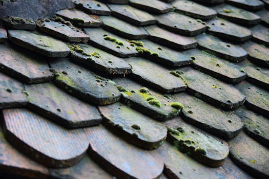Close-up of old wooden roof shingles with green moss, showcasing texture and decay.