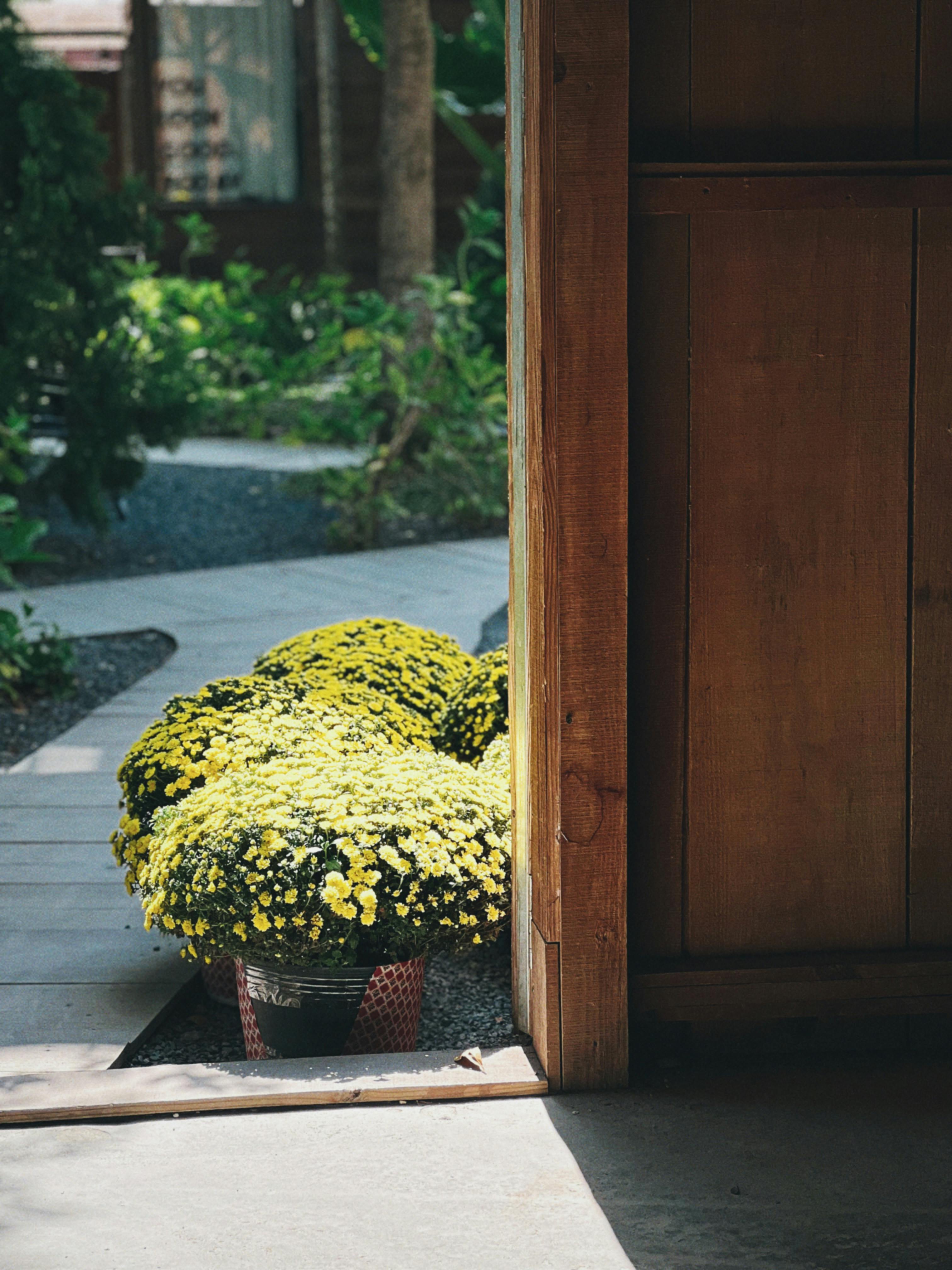 Gratis Livlige gule krysantemum opplyst av sollys, nær en åpen tredøråpning i Bến Tre, Vietnam. Arkivbilde