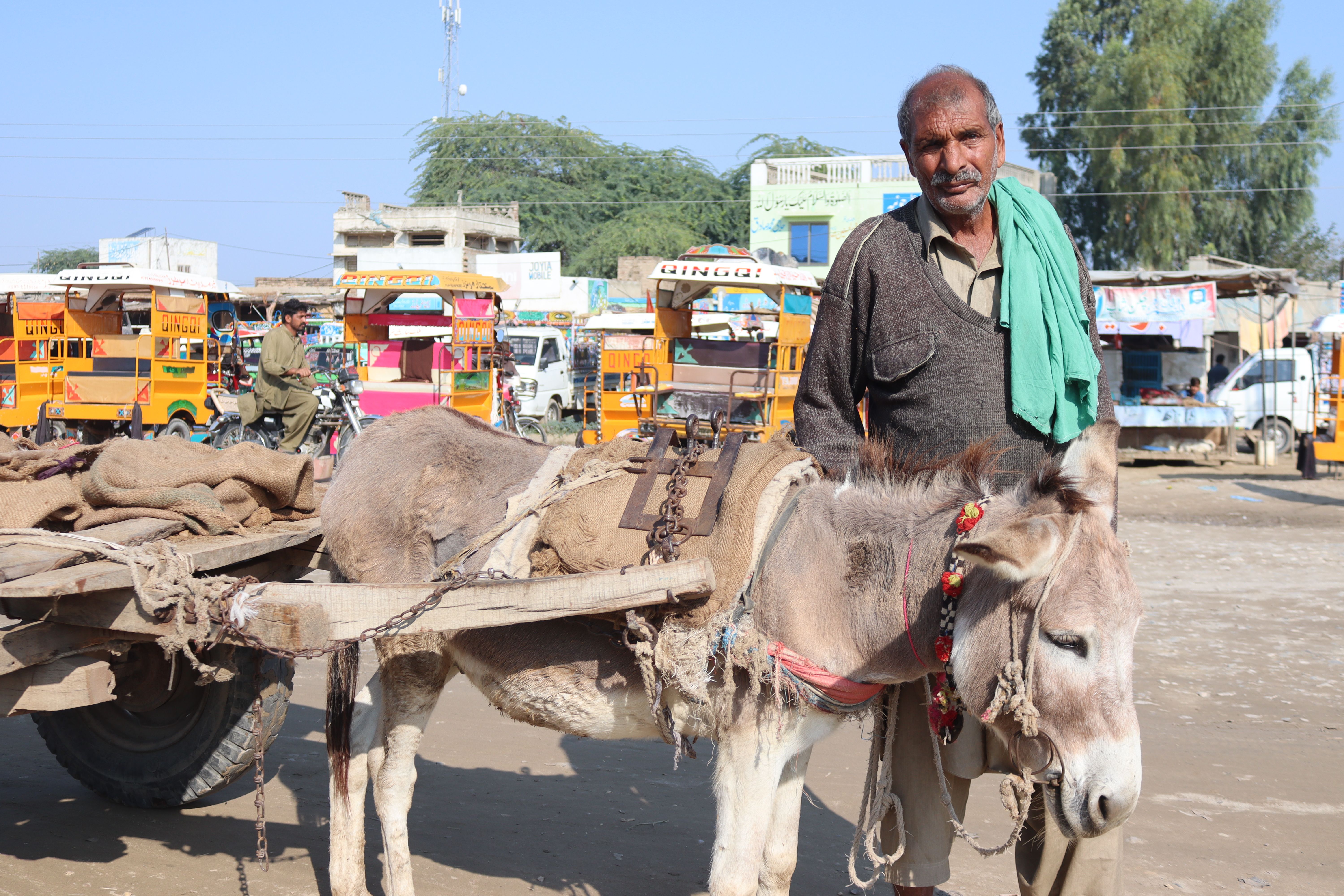 animal often used transportation