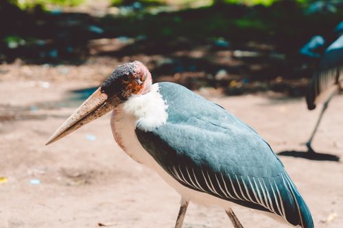 Free A marabou stork standing outdoors in Ethiopia, showcasing its distinct features. Stock Photo