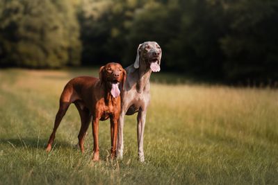 Vizsla – hundras