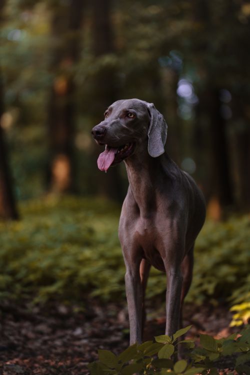 Free A Weimaraner dog stands elegantly in a sunlit forest, showcasing its sleek grey coat. Stock Photo