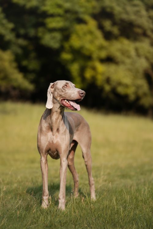 Free A beautiful Weimaraner dog standing in a sunny field, showcasing its sleek and elegant form. Stock Photo