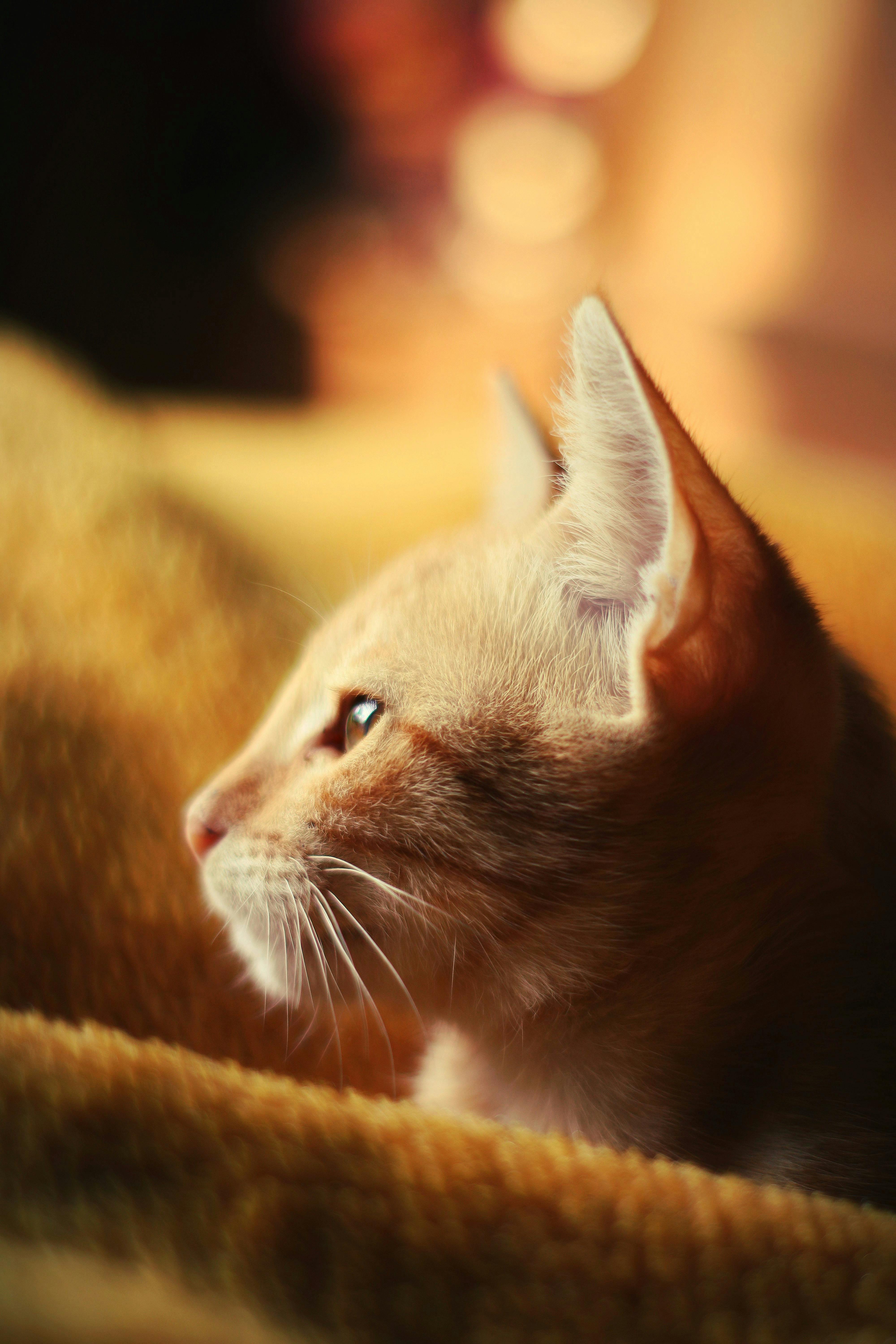 Ücretsiz Sakin bir kızıl kedi, iç mekanda yumuşak ışıkların sıcaklığının tadını çıkararak rahat bir atmosfer yaratıyor. Stok Fotoğraflar