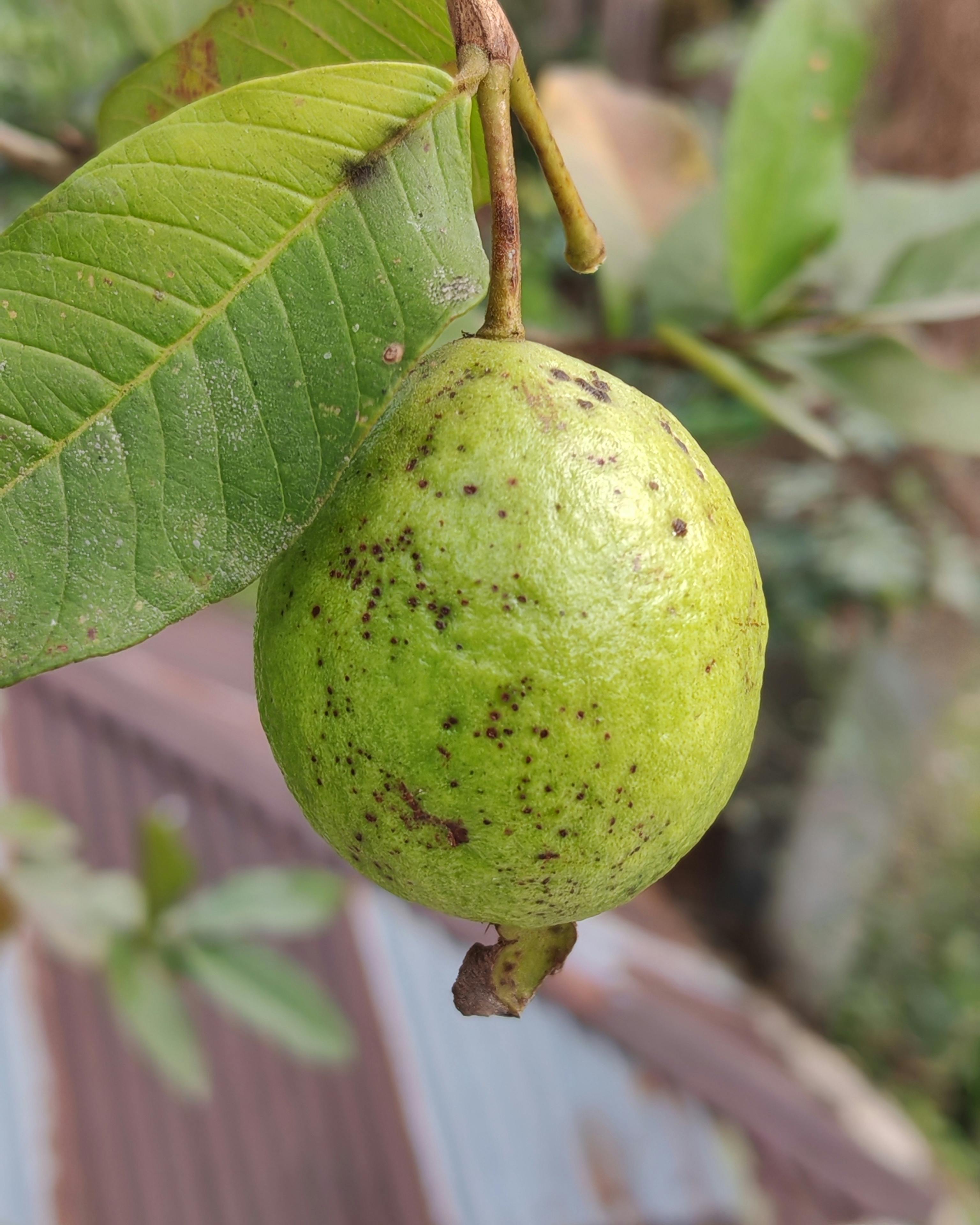 Close-up of a ripe green guava fruit with leaves on a tree branch, showcasing natural growth.