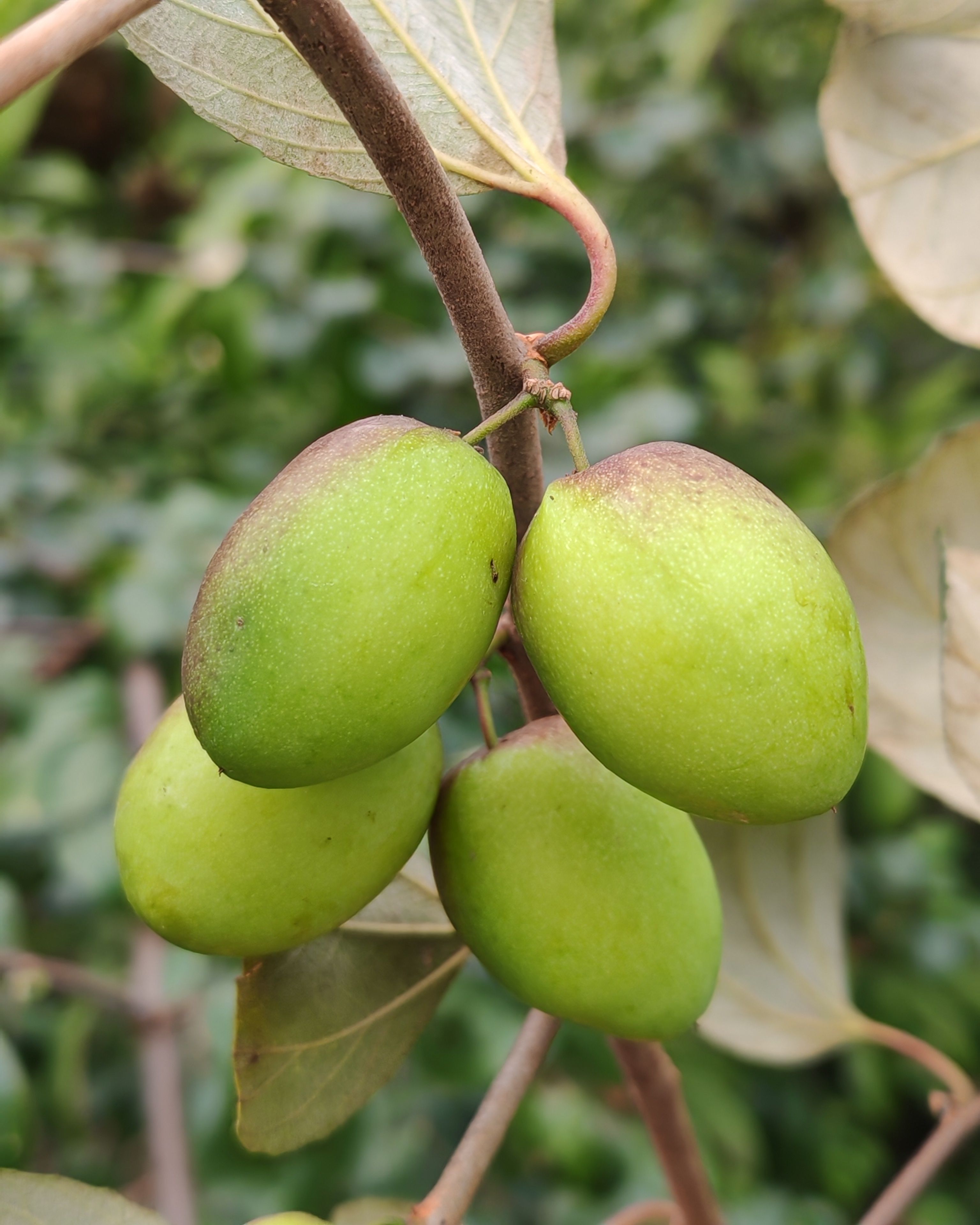 jujube nutrition closeup