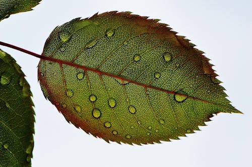 無料 緑の葉のクローズアップ写真 写真素材