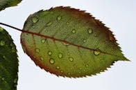 微距镜头通过雨滴展现了玫瑰叶上错综复杂的细节，凸显其自然之美