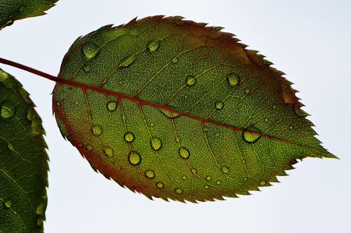 Free Macro shot showcasing the intricate details and raindrops on a rose leaf, highlighting its natural beauty. Stock Photo