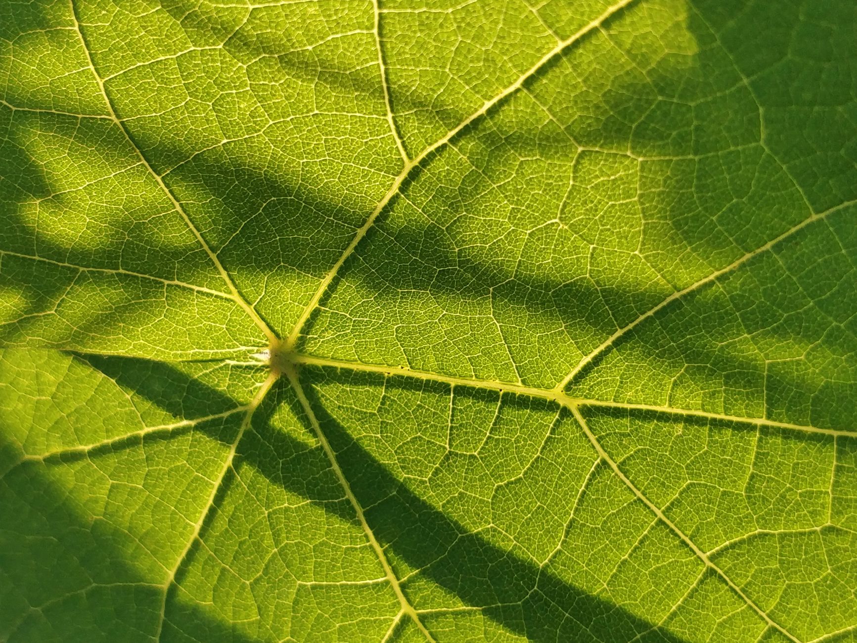 핵심 기본서 수목생리학 학습 사진 1