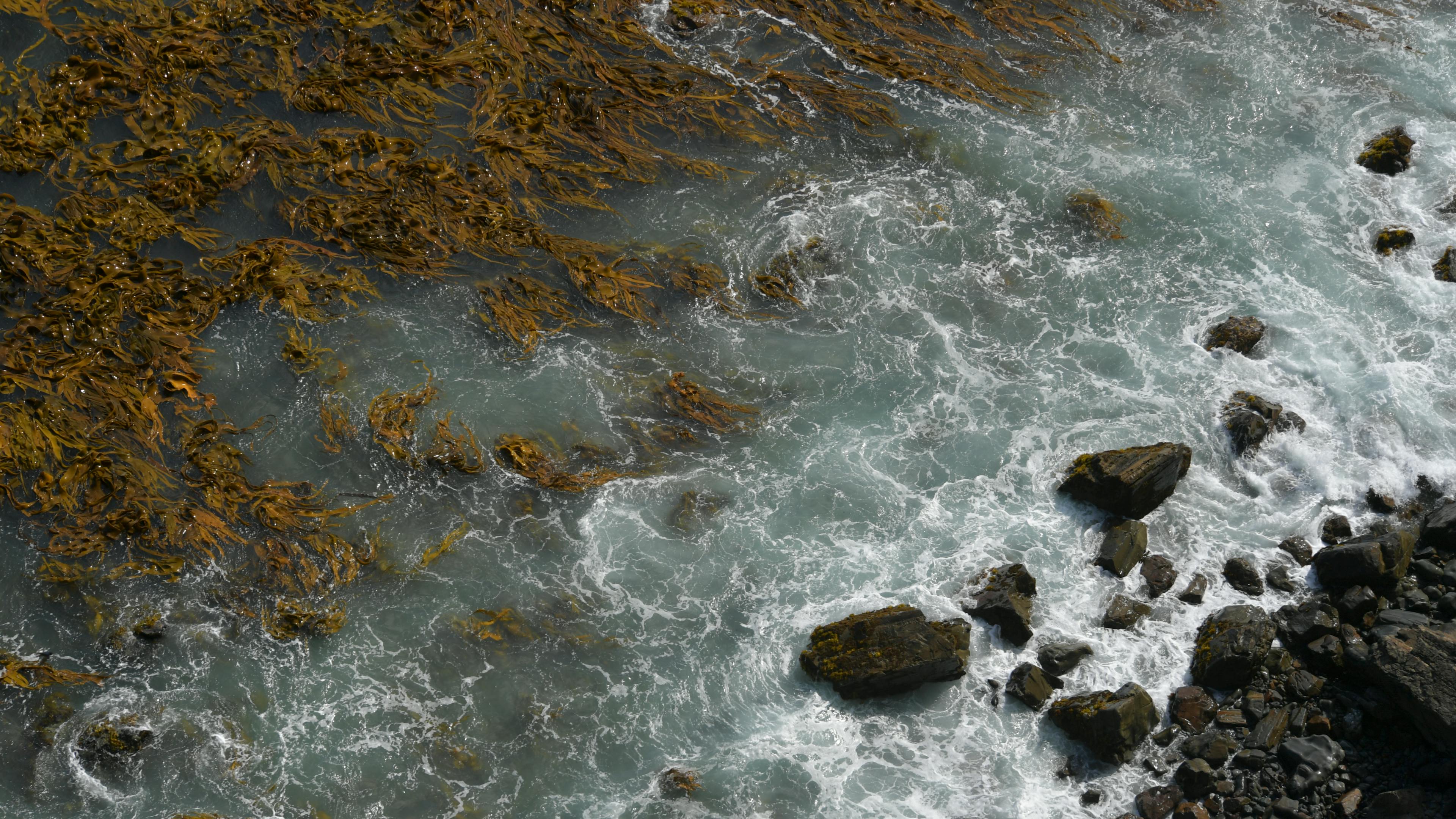 Miễn phí Ảnh chụp từ trên cao cảnh sóng biển vỗ vào những tảng đá phủ đầy rong biển. Ảnh lưu trữ