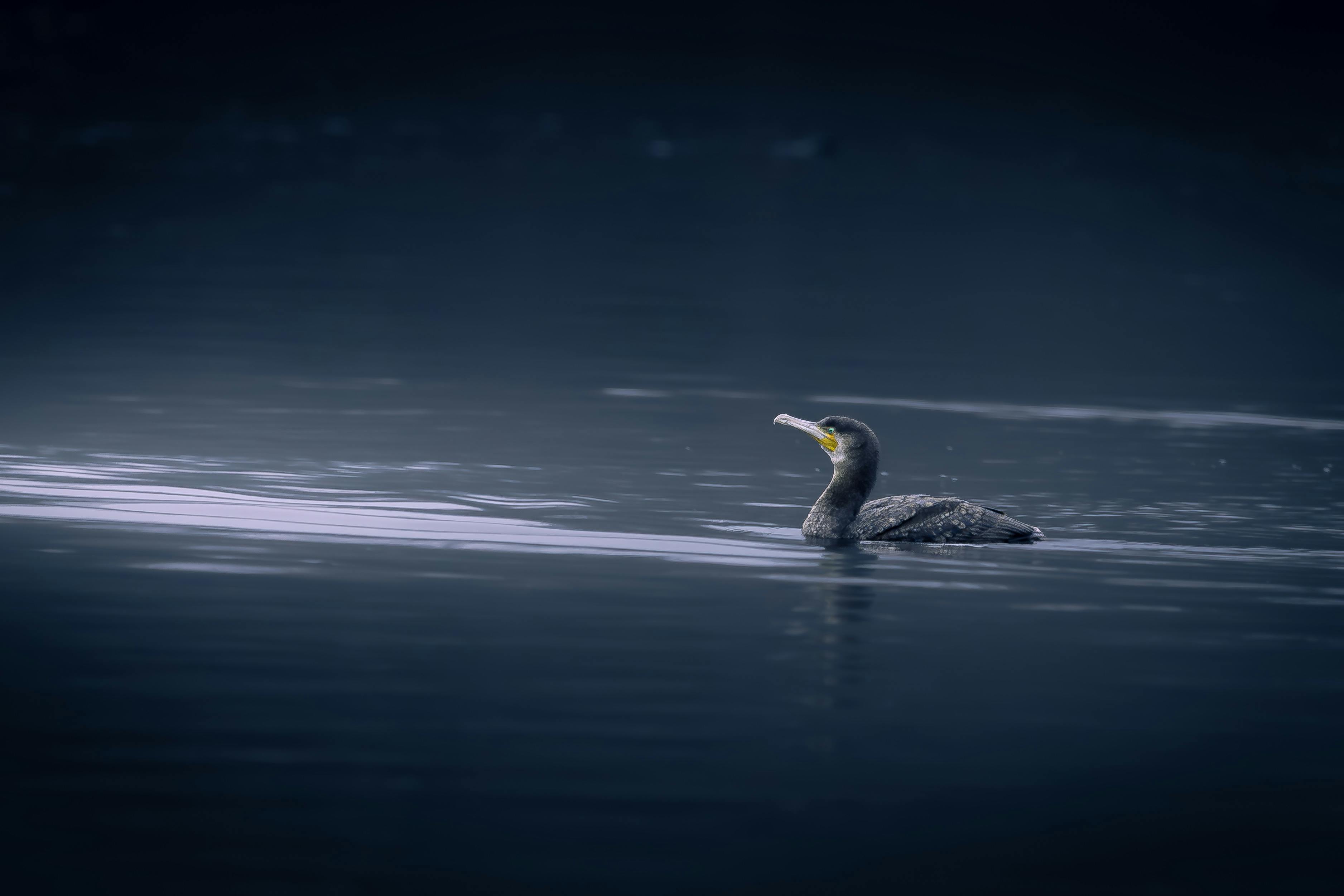 Ücretsiz açık hava, akşam, akşam karanlığı içeren Ücretsiz stok fotoğraf Stok Fotoğraflar