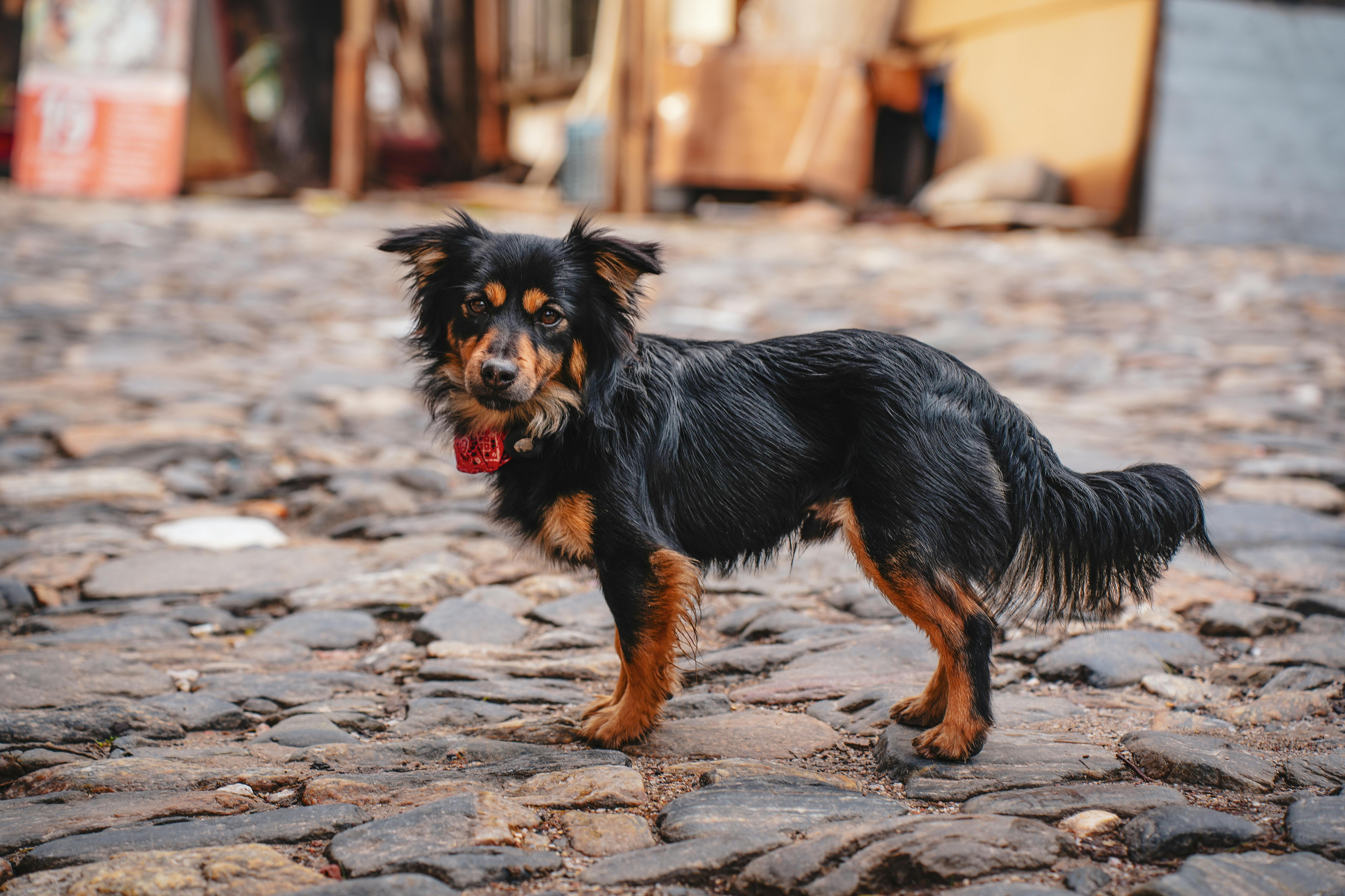 pet technology contact — Photo by Yetkin Ağaç on Pexels