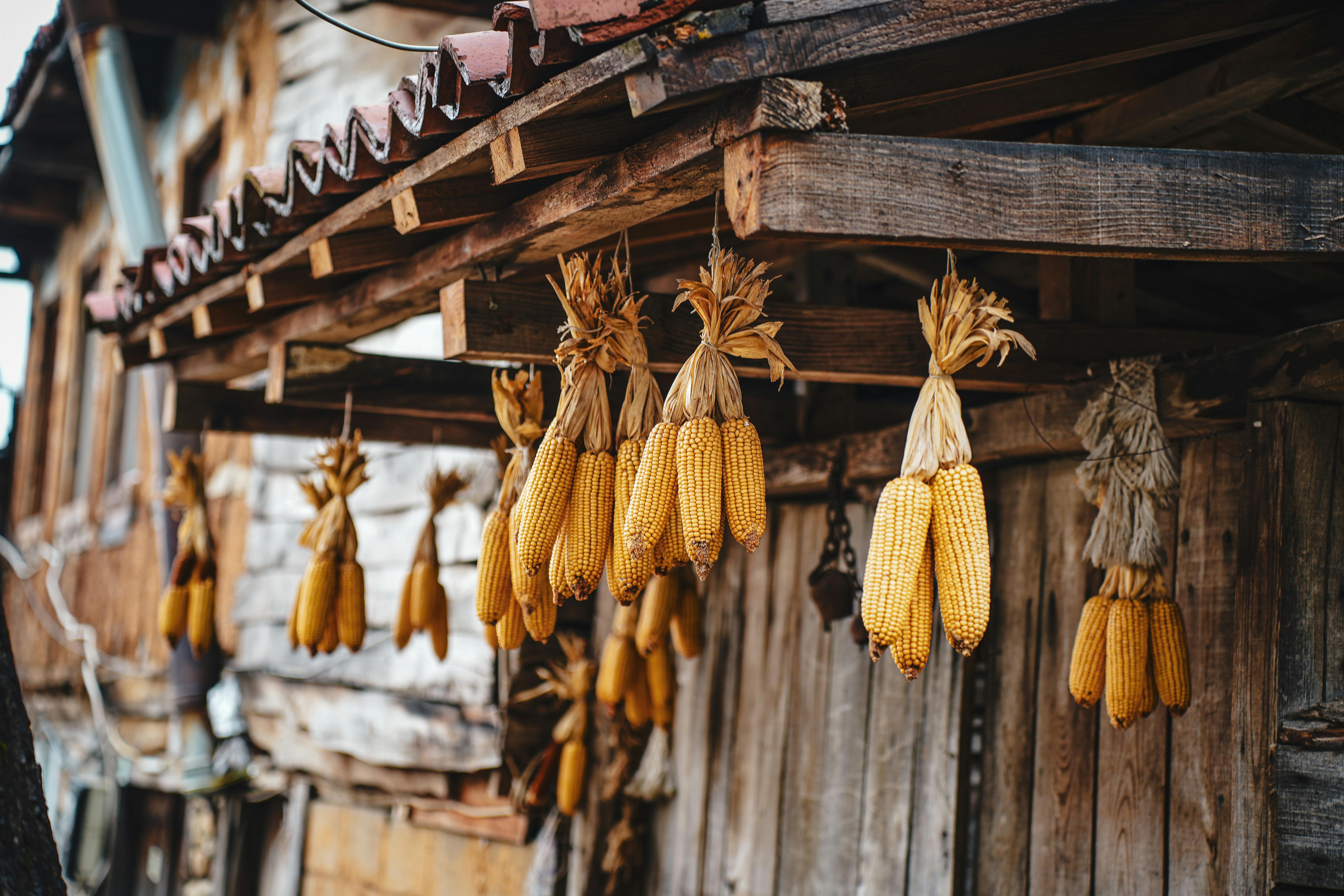 AD HOC COMMITTEE: Ramaphosa effectively blocks IGI from testifying on criminal claims against top cops Masemola, Khumalo