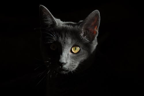 Free Gray Cat Stock Photo