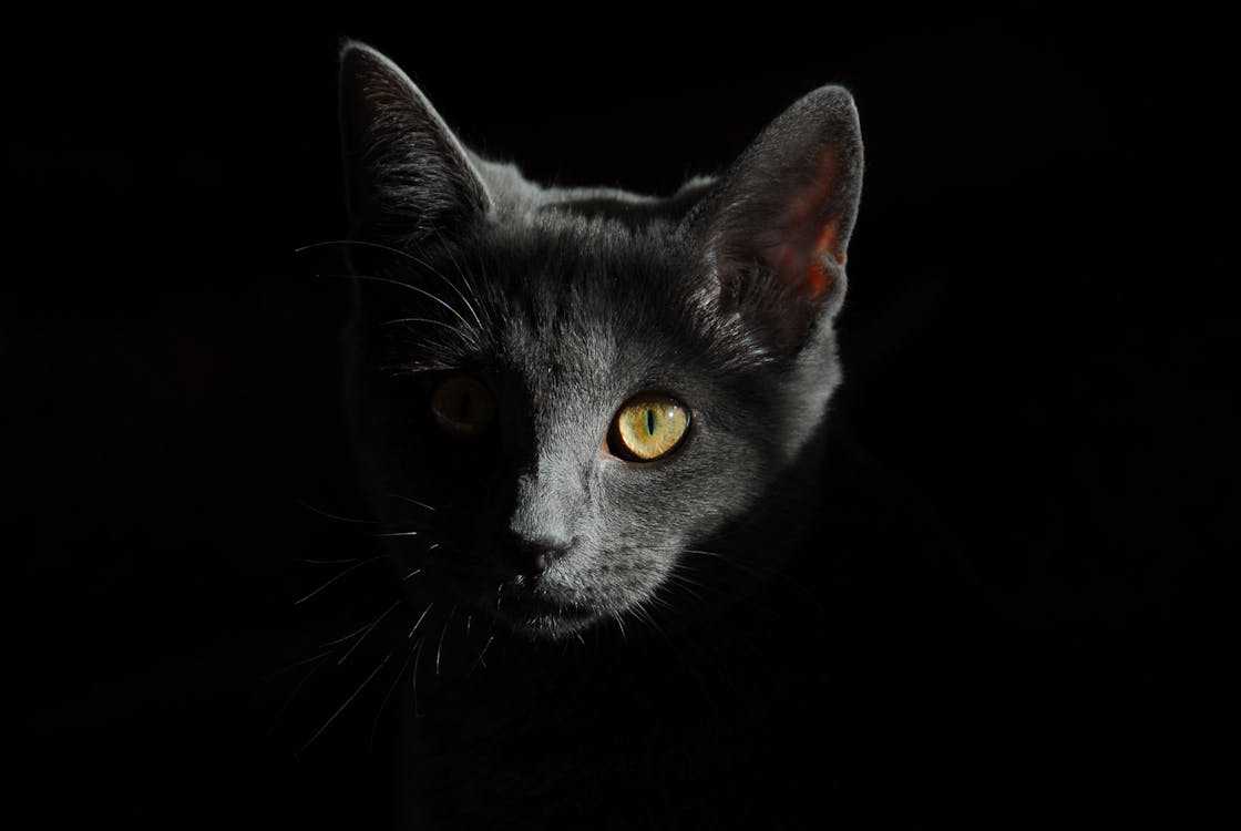 бесплатная Серый кот Стоковое фото