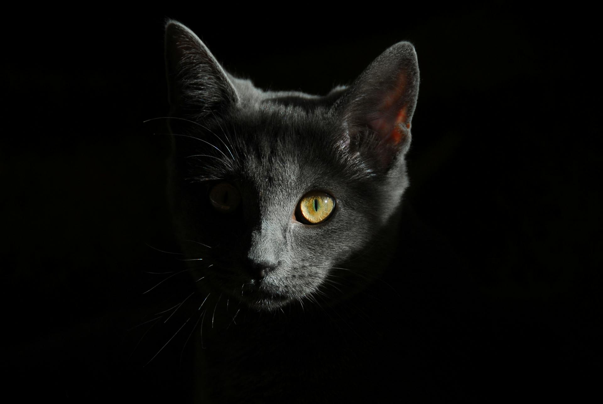 Gray Cat