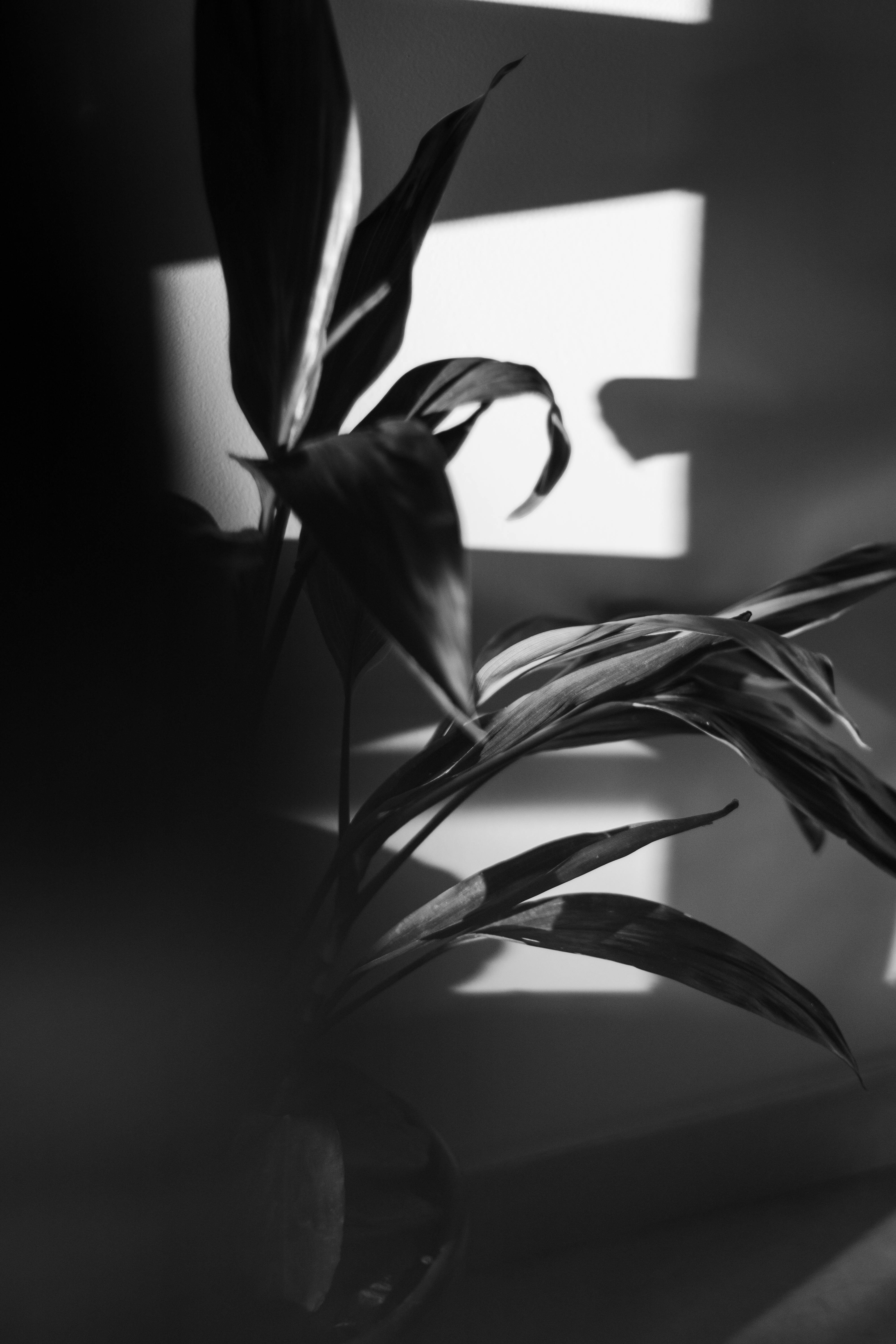 Miễn phí Ảnh đen trắng chụp lá cây với những bóng đổ ấn tượng. Ảnh lưu trữ