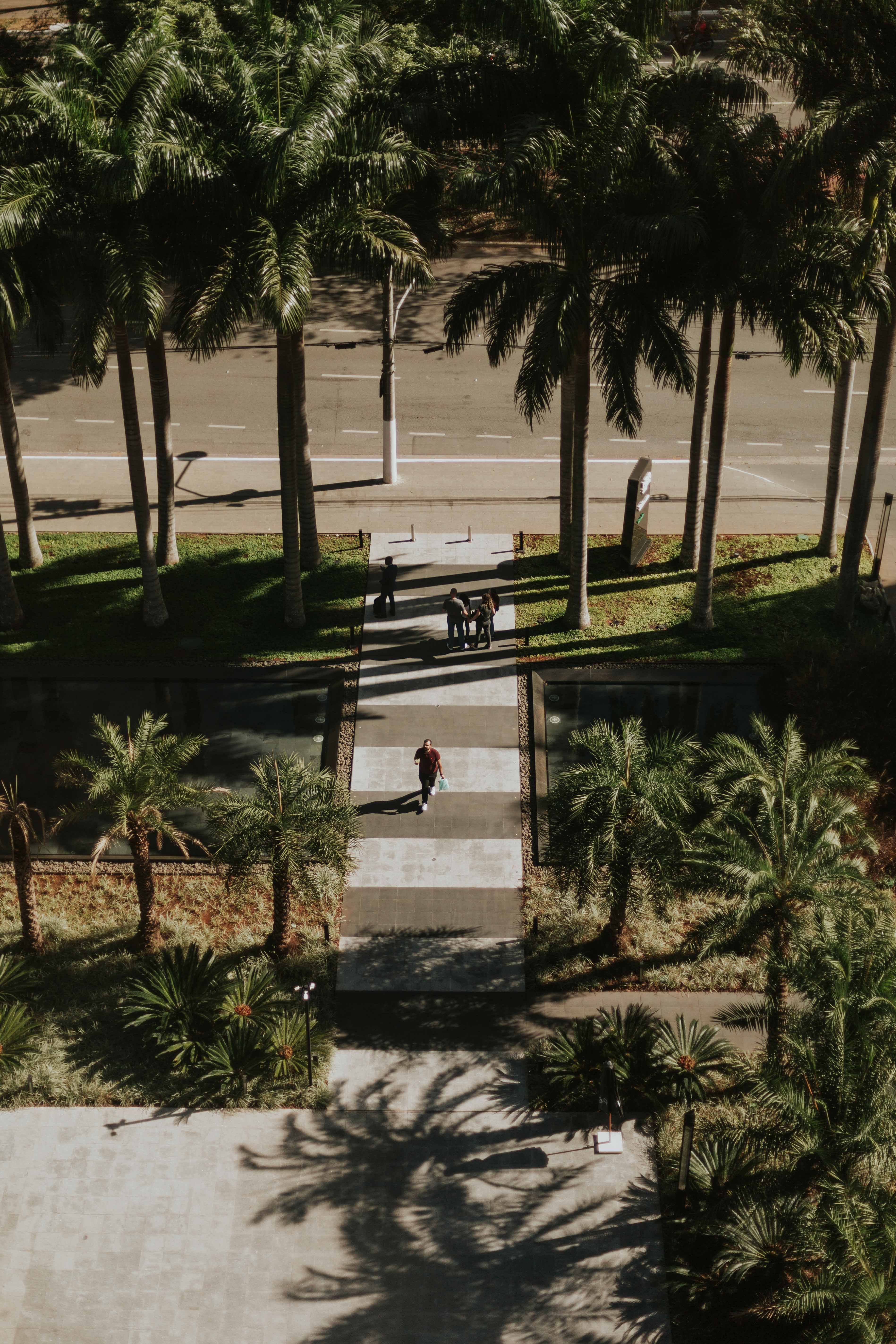 Aerial shot of a tree-lined pathway in São Paulo with people walking, casting long shadows.