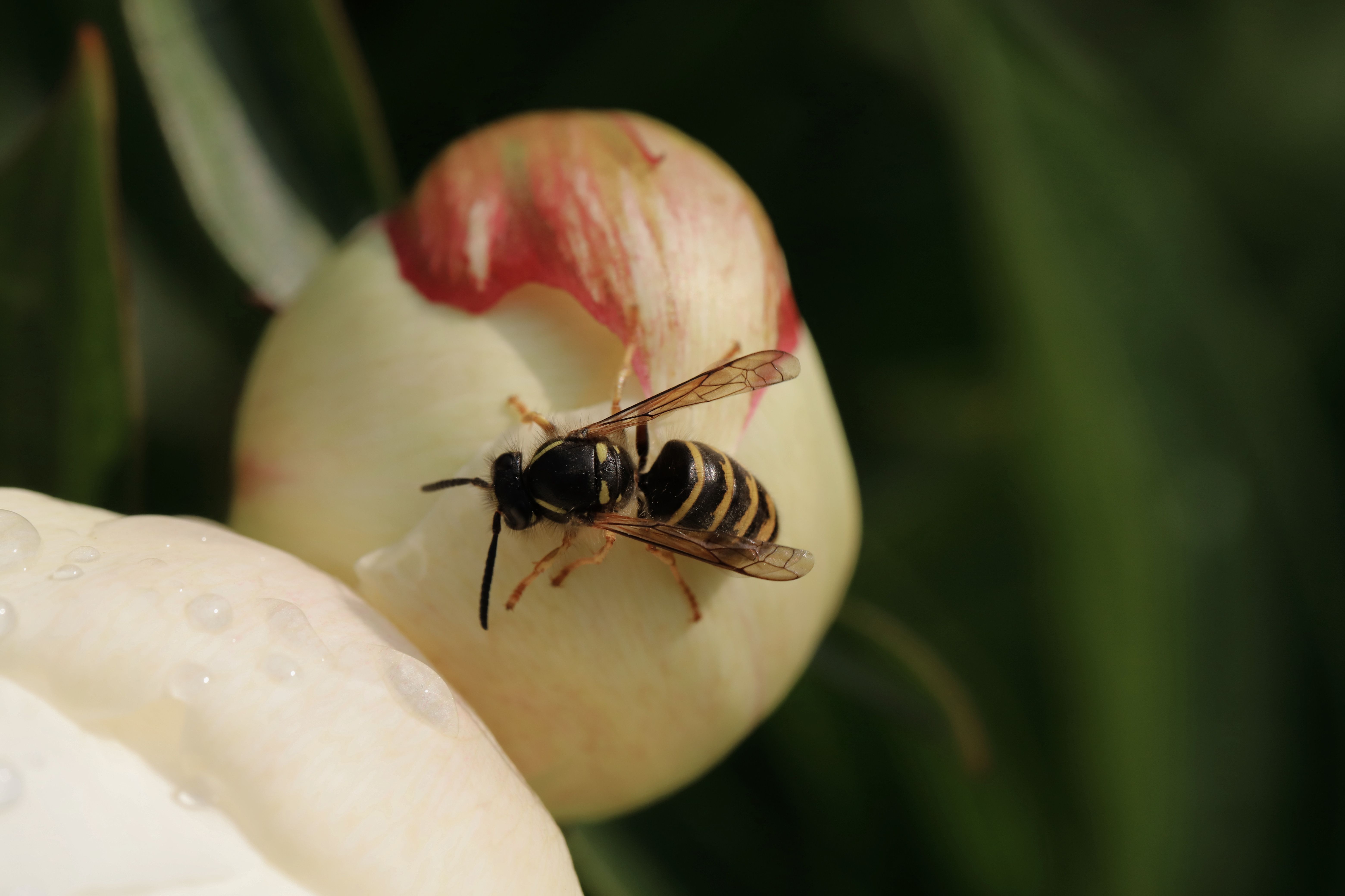 Gros plan macro d'une guêpe perchée sur un bouton de pivoine blanche avec des gouttes de rosée dans un jardin.