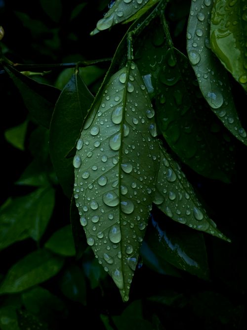 Free Close-up of dew-covered leaves at night in Pakistan's lush nature. Stock Photo