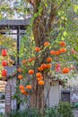 Chinese New Year Lanterns Hanging on Tree Outdoors
