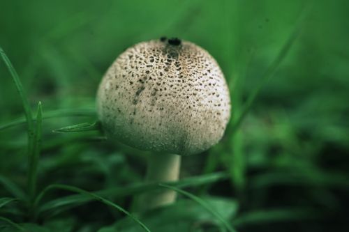 Free Detailed close-up image of a mushroom growing in lush West Java greenery. Stock Photo
