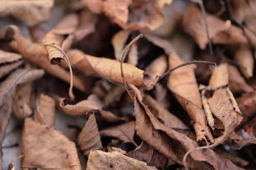 Free Detailed close-up of withered autumn leaves highlighting textures and natural decay. Stock Photo