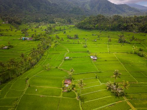Free Stunning aerial shot of lush green rice terraces in Bali, Indonesia. Stock Photo