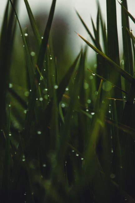 Close-up of fresh green blades of grass with dew drops in Beheira, Egypt at sunrise.